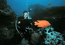 contact with me for a DIVING